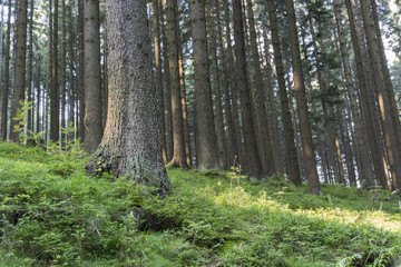 Obraz premium Forest with blueberries.