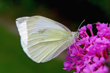 Der Kleine Kohlweißling sitzt auf einer Blüte vom Schmetterlingsflieder