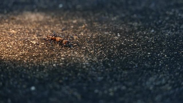 Thousands of black ants running on the ground:FullHD