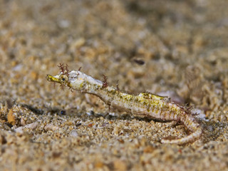 Shortpouch Pygmy Pipehorse, Kurztaschen-Zwerg-Nadelpferdchen (Acentronura tentaculata)