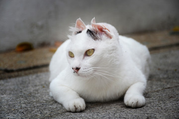white fat cat on floor