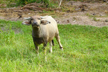Obraz premium Thai buffalo