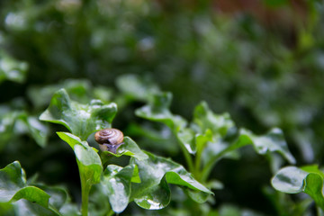 snail on wet green leaves, low key, selective focus, after rain