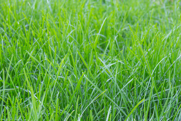 green grass selective focus