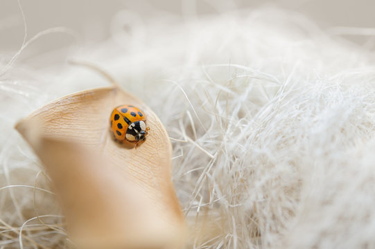 Ladybug on fallen beige leaf with dream background