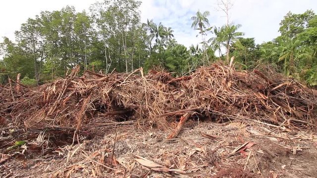 Deforestation of rainforest. Environmental problem jungle cleared for oil palm plantations. Borneo, Malaysia