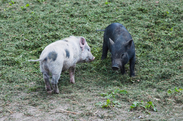 Two small piglets pig pink and black playing front back