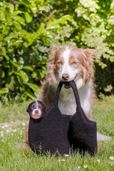Obraz premium Hundemama trägt ihr Baby in einer Tasche