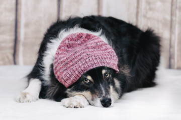 Australian Shepherd Hund mit Wintermütze
