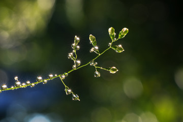 Fresh grass with dew drops and Sun beams