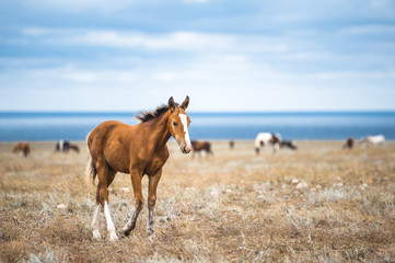 Fototapeta na wymiar Horse in a field, farm animals, nature series