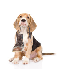 Puppy holds shoes in his mouth. Isolated on white background