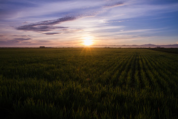 日の出と朝露に濡れる稲