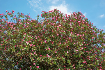 Flowering plant oleander on blue sky