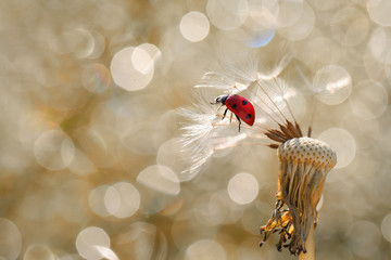 He will fly on a parachute © bluejeansw