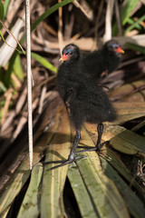 Common Moorhen, Moorhen, Gallinula chloropus - Nestling.