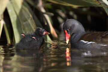 Common Moorhen, Moorhen, Gallinula chloropus - Nestling.