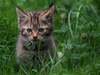 Naklejka na ściany i meble Wildcat kitten in the grass