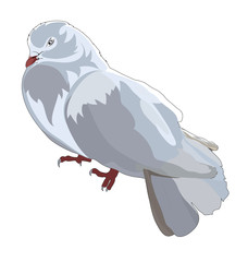 single dove isolated on white background. vector illustration