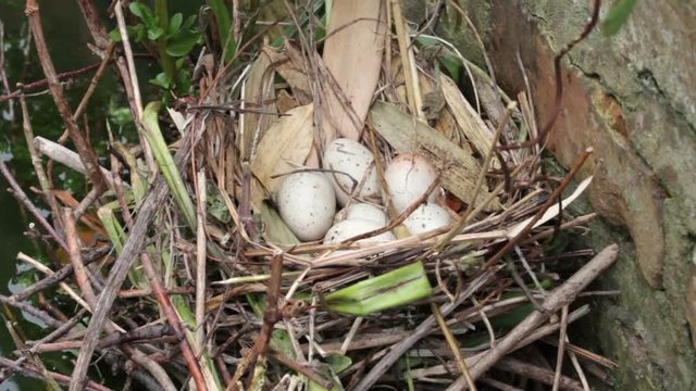 tilt up, Moorhen eggs and nest
