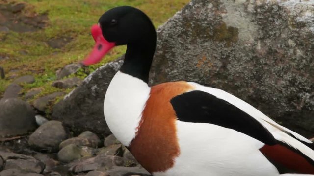 Common shelduck