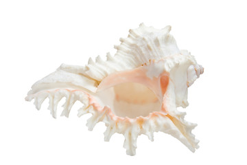 Fototapeta na wymiar sea shell isolate on the white background