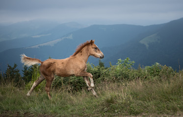 Running foal with mountain range at the background