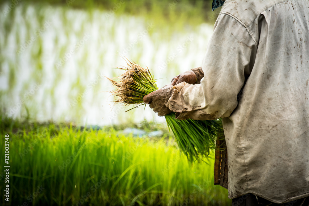 Wall mural Thai farmer lifes