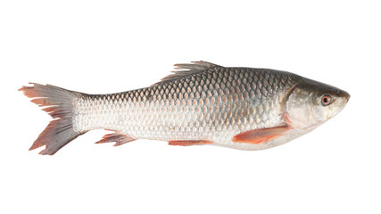 fish isolated on the white background