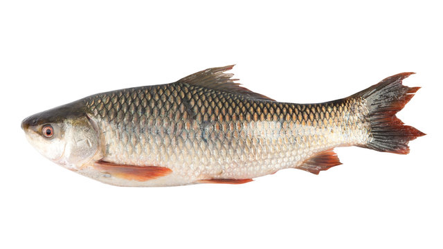 fish isolated on the white background