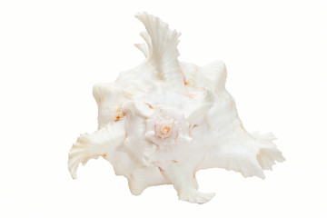 Obraz na płótnie Canvas Sea shell isolated on white