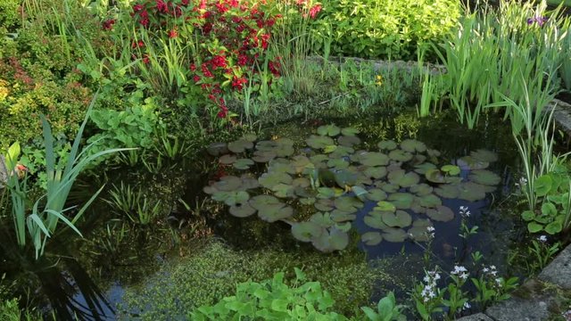 Ornamental garden pond in Summer, England