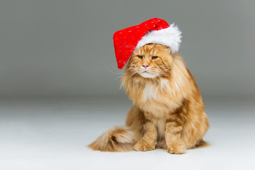 Big ginger cat in christmas hat