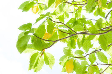 green leaf leaves budding in the spring for background,In the spring natural background with the sky and leaves