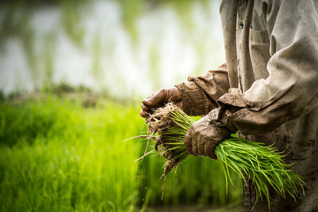 Fototapeta premium Thai farmer lifes