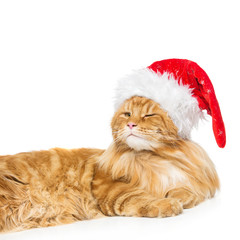 Big ginger cat in christmas hat