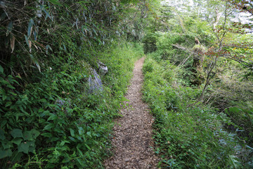 高知県津野町　四国カルスト　天狗高原セラピーロード