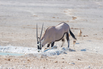 Oryx kneeling and drinking from waterhole in daylight. Wildlife Safari in Etosha National Park, the...
