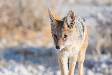 Close up and portrait of a cute Black Backed Jackal walking in the bush. Wildlife Safari in Etosha National Park, the main travel destination in Namibia, Africa.