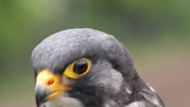 Peregrine falcon bird of prey, falco peregrinus, African sub species