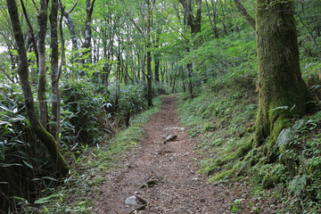 高知県津野町　四国カルスト　天狗高原セラピーロード