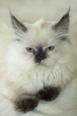 Fototapeta premium fluffy cat