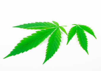 Cannabis leaf isolated on white. Close Up.