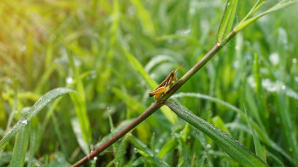Small grasshopper on grass leaf in the morning with sun ray effe