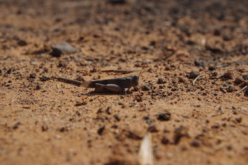 Heuschrecke im Sand