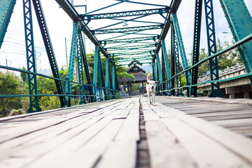 The dog was walking on the memorial bridge at Pai district, Mae Hong Son Province, Thailand