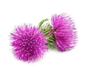 Purple flower of carduus with green bud isolated on a white background. Design element for product label, catalog print, web use.