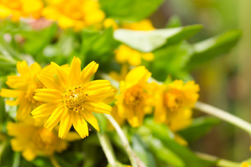 Dahlberg daisy flower