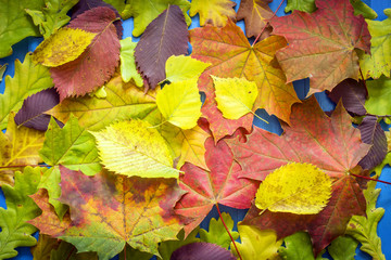 Naklejka na ściany i meble Autumn Maple Leaves, needles, pine, cones, yellow on a blue background
