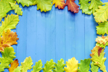 Autumn Maple Leaves, needles, pine, cones, yellow on a blue background